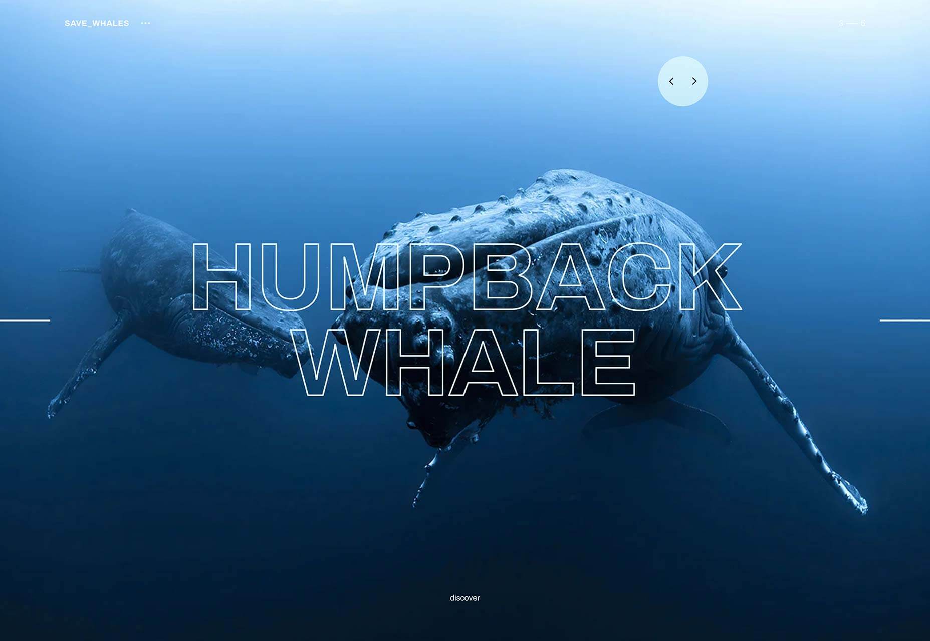 10-whales